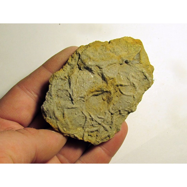 Astérie lumbricalis (2)