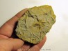 Astérie lumbricalis (2)