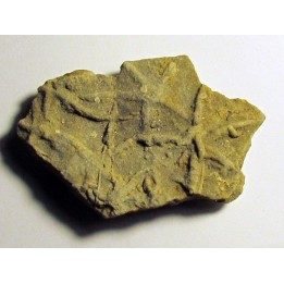 Astérie lumbricalis (4)