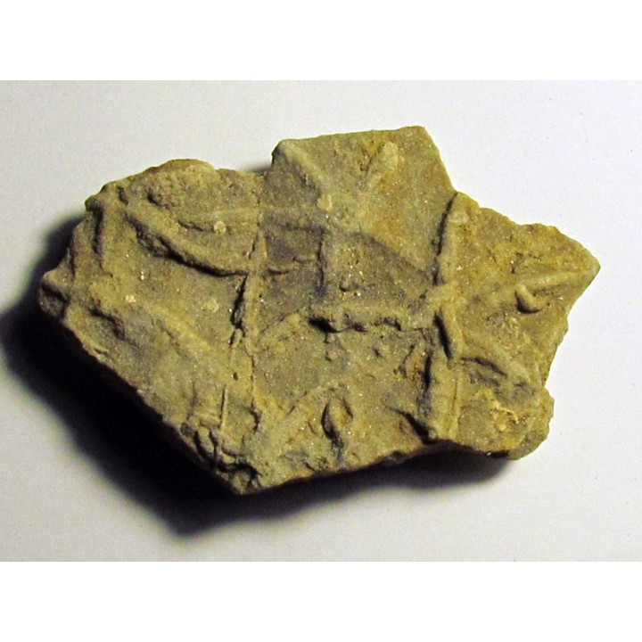Astérie lumbricalis (4)