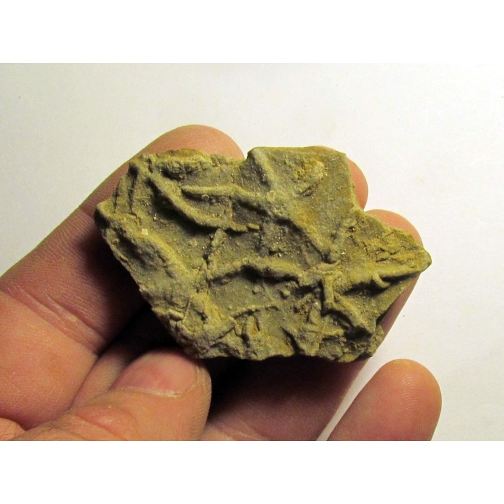 Astérie lumbricalis (4)