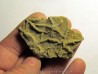 Astérie lumbricalis (4)