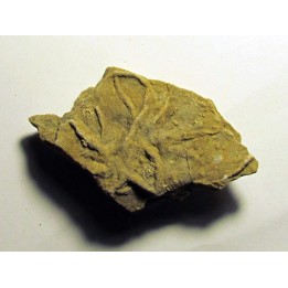 Astérie lumbricalis (5)