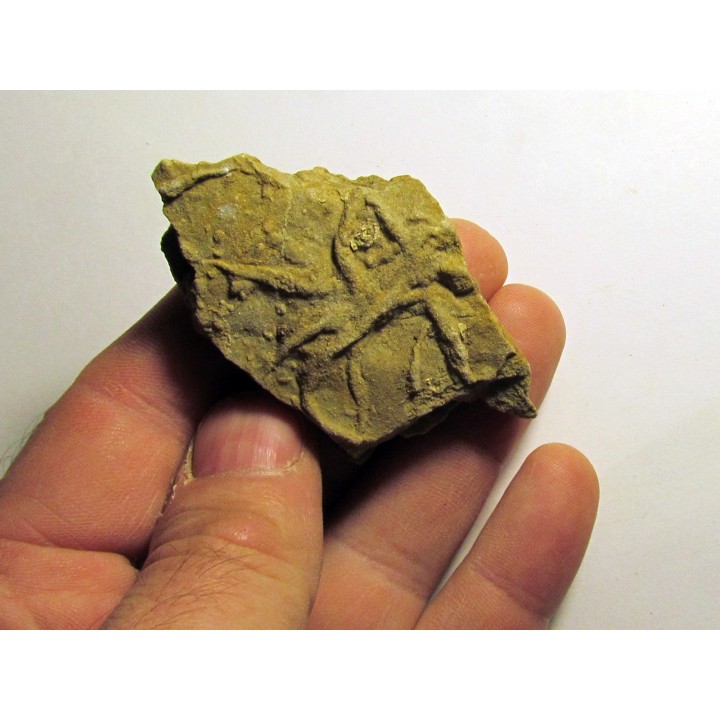 Astérie lumbricalis (5)