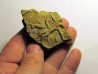 Astérie lumbricalis (5)
