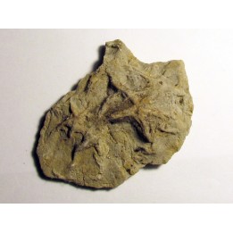 Astérie lumbricalis (6)