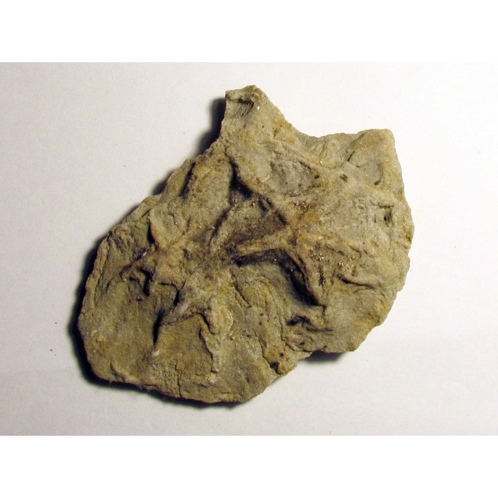 Astérie lumbricalis (6)