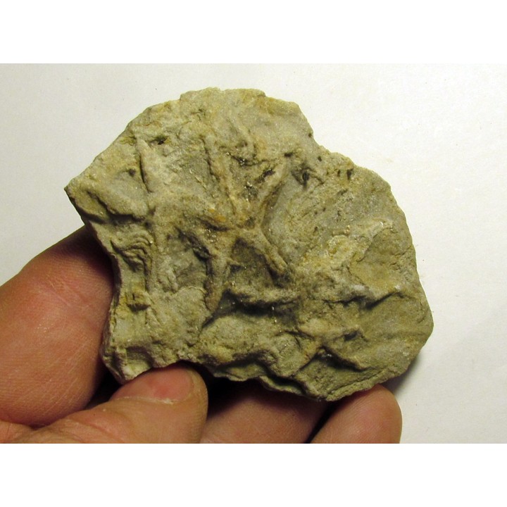 Astérie lumbricalis (6)