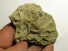 Astérie lumbricalis (6)