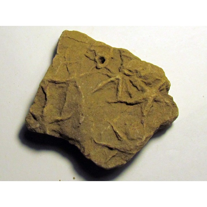 Astérie lumbricalis (7)