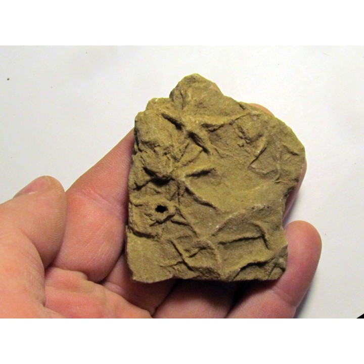 Astérie lumbricalis (7)