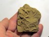 Astérie lumbricalis (7)