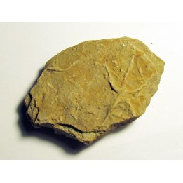 Astérie lumbricalis (8)