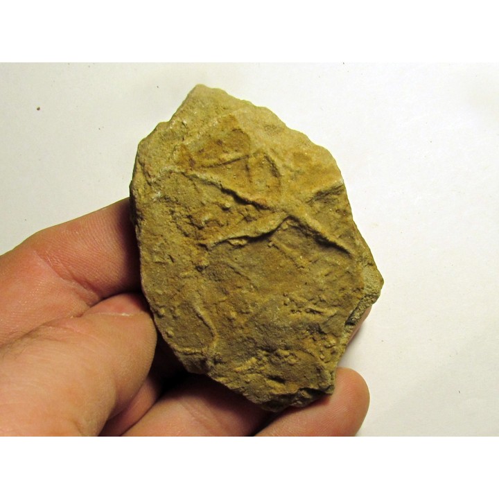 Astérie lumbricalis (8)