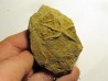 Astérie lumbricalis (8)