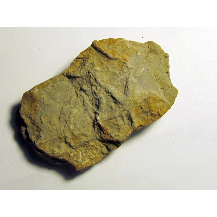 Astérie lumbricalis (9)
