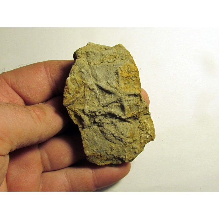 Astérie lumbricalis (9)