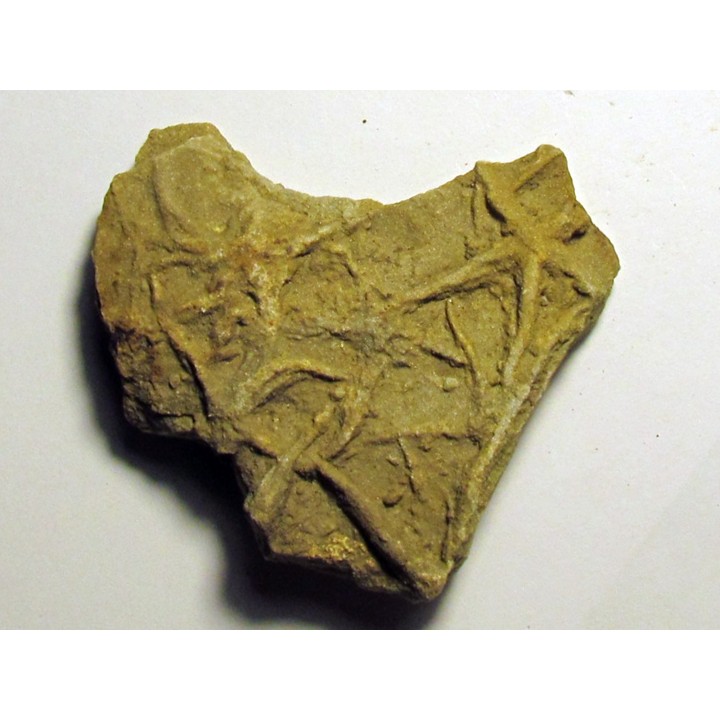 Astérie lumbricalis (11)
