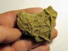 Astérie lumbricalis (11)