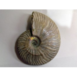 CLEONICERAS BESAIRIEI (2)