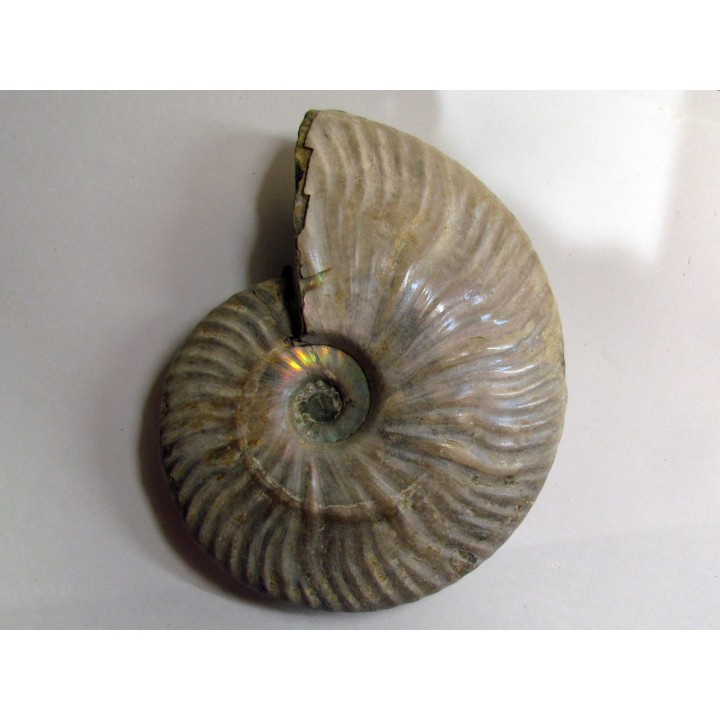 CLEONICERAS BESAIRIEI (2)