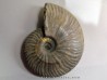 CLEONICERAS BESAIRIEI (2)