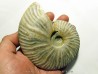 CLEONICERAS BESAIRIEI (2)