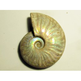 CLEONICERAS BESAIRIEI (3)