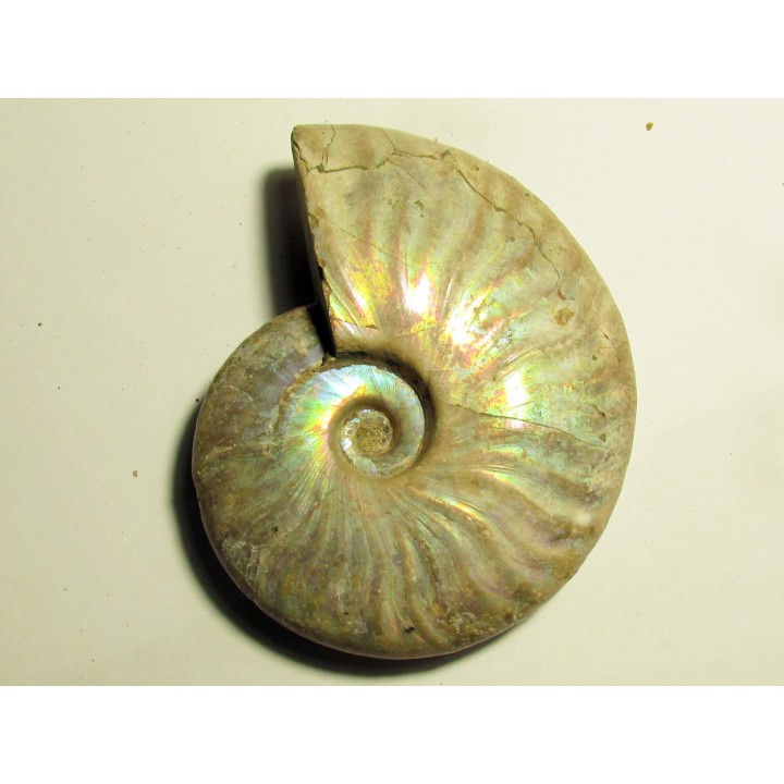 CLEONICERAS BESAIRIEI (3)