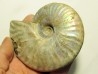 CLEONICERAS BESAIRIEI (3)