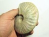 CLEONICERAS BESAIRIEI (3)