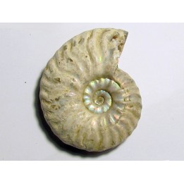 CLEONICERAS MADAGASCARIENSE (2)