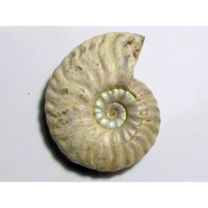 CLEONICERAS MADAGASCARIENSE (2)