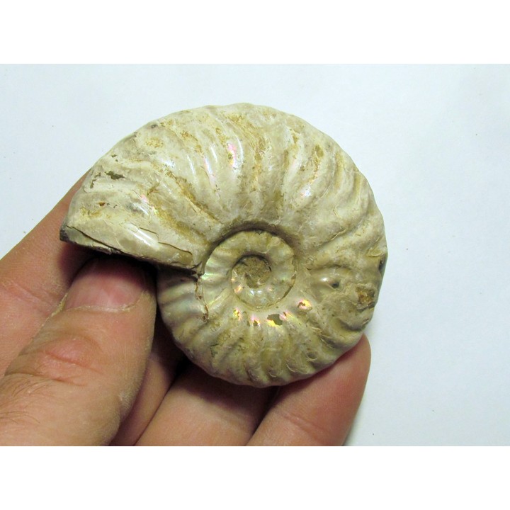 CLEONICERAS MADAGASCARIENSE (2)