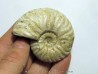 CLEONICERAS MADAGASCARIENSE (2)
