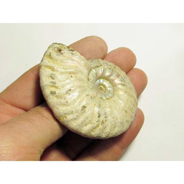 CLEONICERAS MADAGASCARIENSE (2)