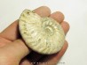 CLEONICERAS MADAGASCARIENSE (2)