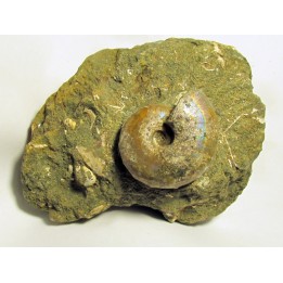 Desmoceras latidorsatum (2)