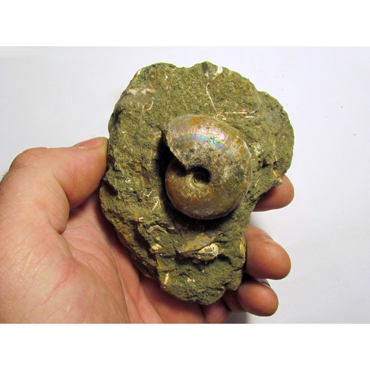 Desmoceras latidorsatum (2)