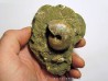 Desmoceras latidorsatum (2)