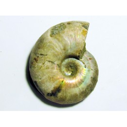 Melchiorites falcistriatus (1)