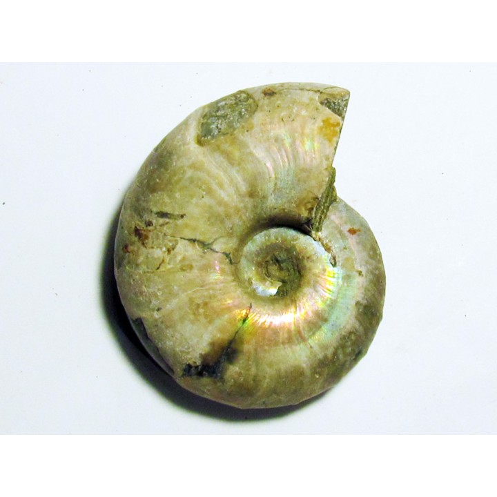 Melchiorites falcistriatus (1)