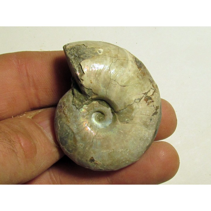Melchiorites falcistriatus (1)