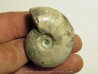 Melchiorites falcistriatus (1)