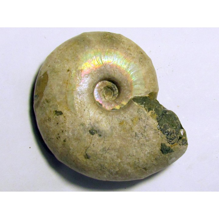 Melchiorites falcistriatus (2)