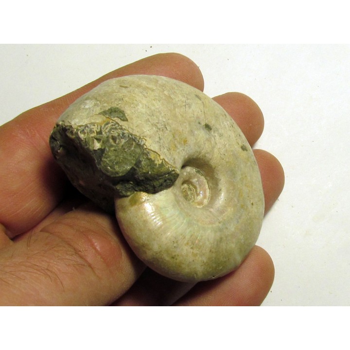 Melchiorites falcistriatus (2)