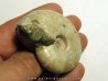 Melchiorites falcistriatus (2)