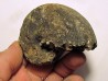 CLADISCITES BEIRICHI (2)
