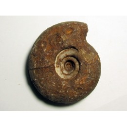 METALEGOCERAS SUNDAICUM (2)