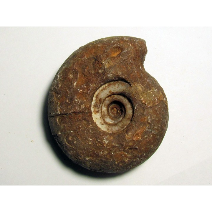 METALEGOCERAS SUNDAICUM (2)
